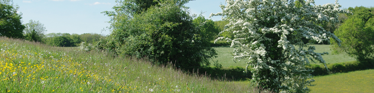 Brockwells Meadows by Sean-McHugh