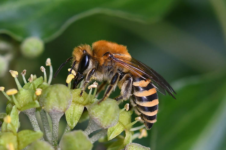 Colletes_hederae - Liam Olds