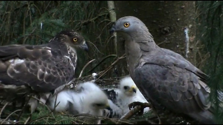 Honey buzzards on nest Stephen Roberts