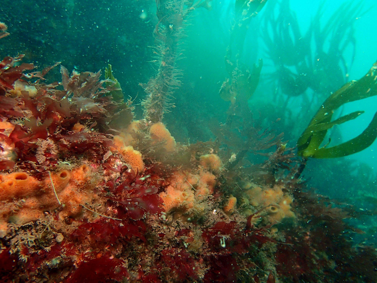 Kelp and sponges_Copyright NRW marine monitoring team