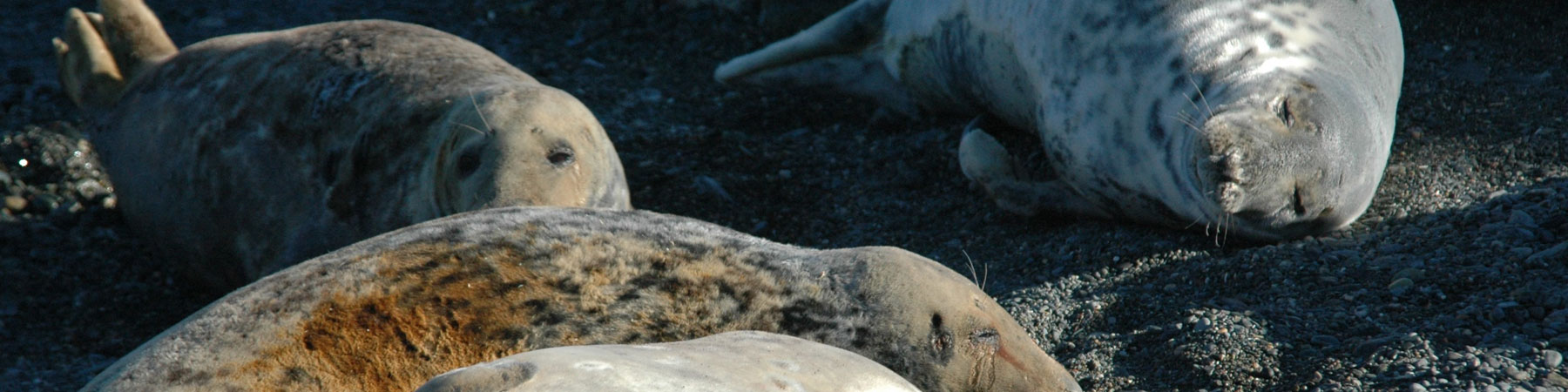 Atlantic grey seal Halichoerus grypus_Copyright NRW Marine Monitoring Team