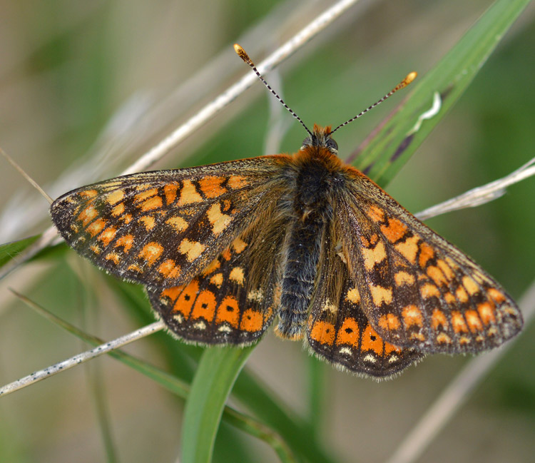 Marsh Fritillary by Liam Olds