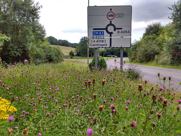 Wildflower verges in RCT by Liam Olds