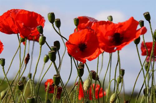 Poppies - Alun Williams