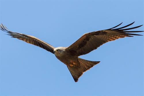 Red kite