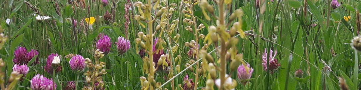 Lowland Grassland & Heathland