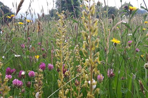 Lowland Grassland & Heathland