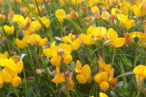 Birds foot Trefoil