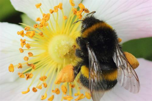 Bee - Alun William