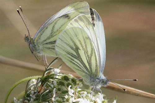 Green veined whites - Alun Williams