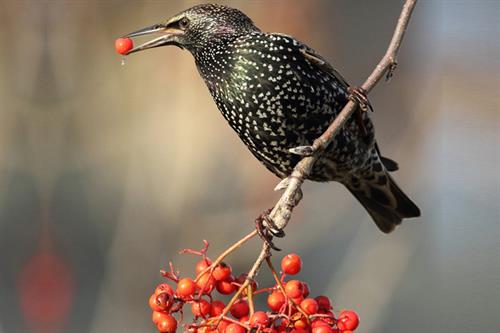 Starling - Alun williams