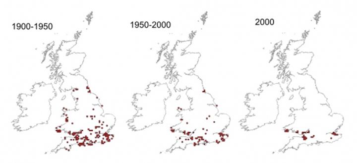 Maps showing the UK distribution of the Shrill carder bee. Maps courtesy of Bees Wasps & Ants Recording Society (BWARS)
