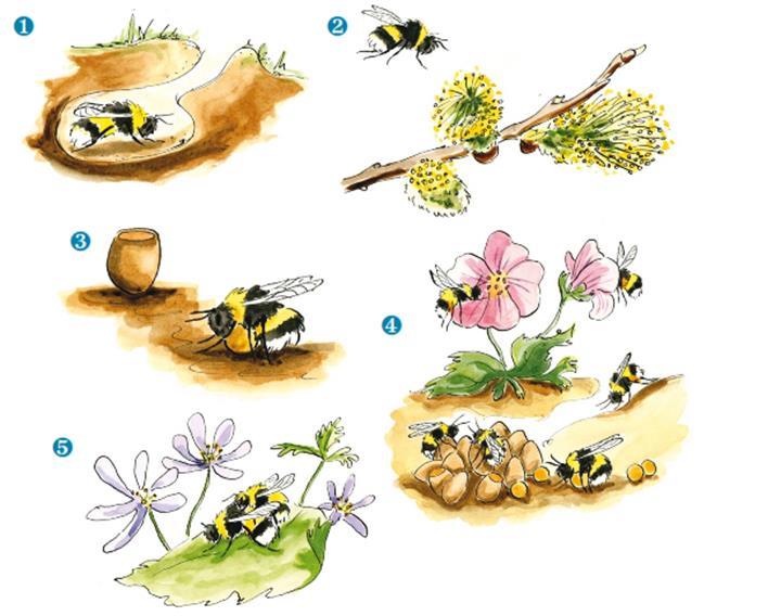 Bumblebee, Description, Species, Life Cycle, & Facts