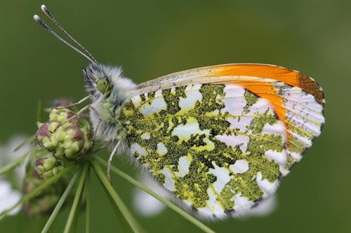 Orange tip - Alun Williams