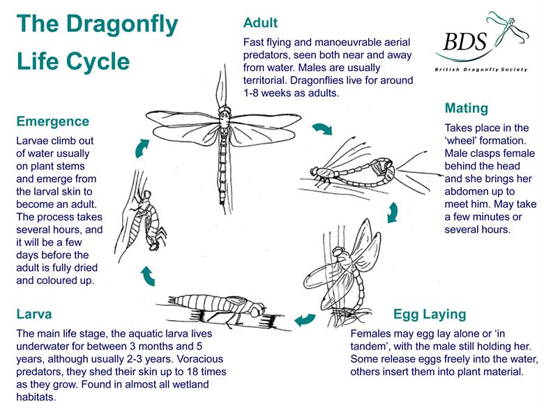 Dragonfly Life Cycle