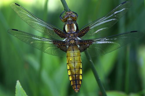 Broad bodied chaser - Alun Williams