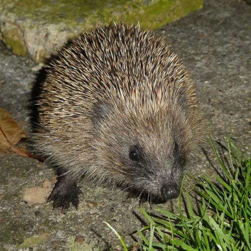 Helping Wildlife