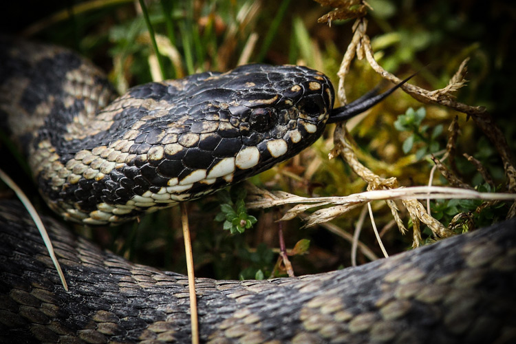 Adder