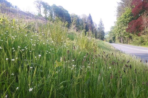 Road verge Builth Wells - S McHugh