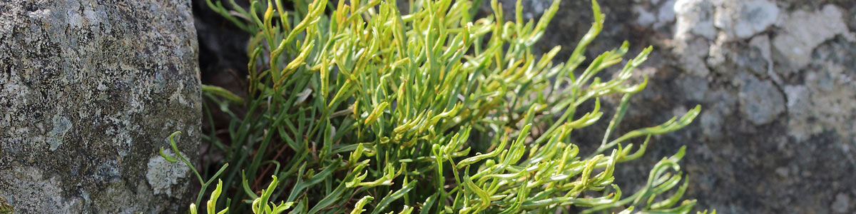 Forked spleenwort © Alun Williams