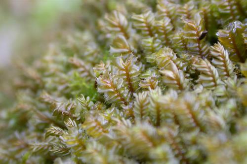 Bryophytes