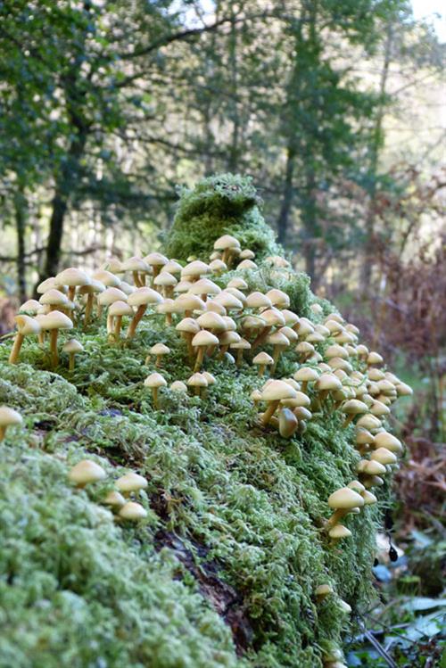 Sulphur Tuft (Hypholoma fasciculare) in Coed y Brenin woodland (Gethin J Davies)