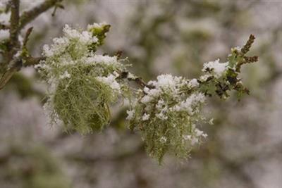 Lichens mosses - NRW