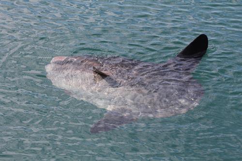 Sunfish Mola mola_Copyright NRW marine monitoring team