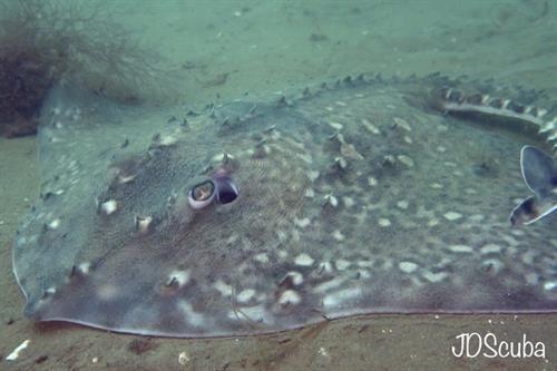 Thornback Ray Copyright JDScuba