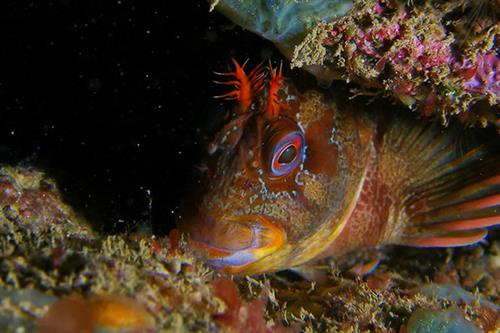 Tompot Blenny_Copyright Natural England Ross Bullimore