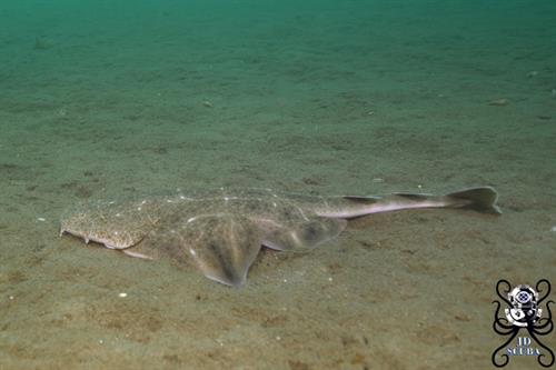 Juvenile Angelshark on surface Copyright JDScuba