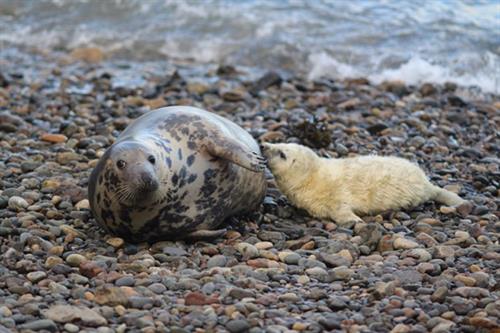 Seal and pup Skomer_Copyright NRW - Skomer MCZ staff