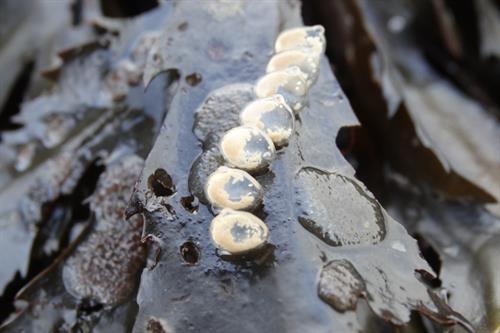 Netted Dogwhelk Tritia reticulata eggs_Copyright Laura Grant