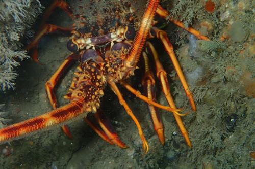 Crawfish Palinurus elephas Copyright NRW- Skomer MCZ staff