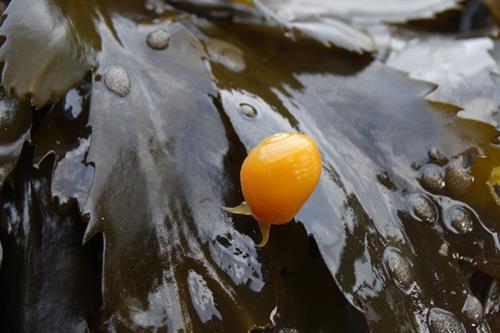 Flat periwinkle Littorina obtusata_Copyright Laura Grant