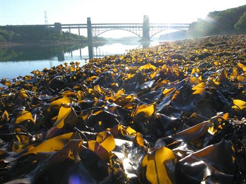 Kelp and Britannia Bridge_ Copyright NRW