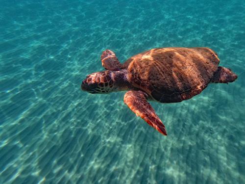 Loggerhead Turtle - Copyright Peter Richardson