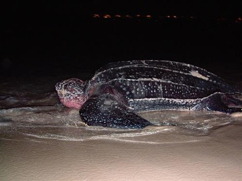Leatherback Turtle - Copyright Peter Richardson