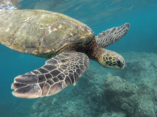 Loggerhead Turtle