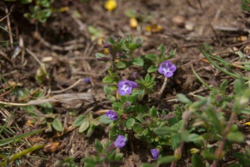 Acinos Arvensis - Clive Hurford