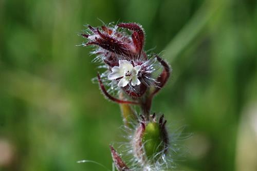 Silene gallica - small-flowered catchfly - Clive Hurford
