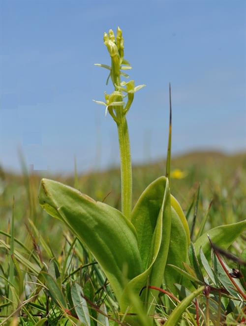 Fen Orchid at Kenfig by Clive Hurford