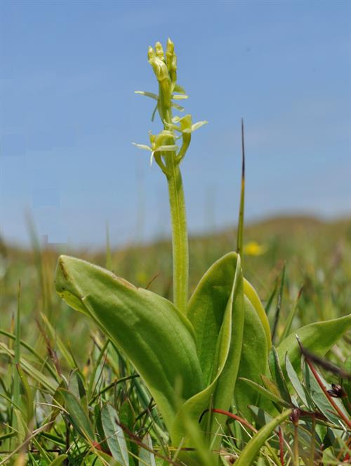 Fen Orchid at Kenfig gan Clive Hurford