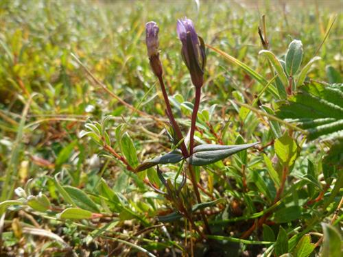 Dune Gentian by Clive Hurford