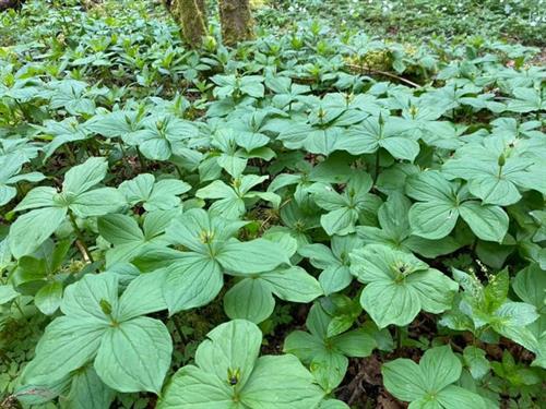 Herb Paris gan Julian-Woodman