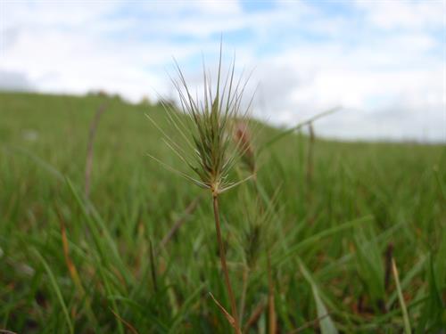 Hordeum marinum gan Julian-Woodman