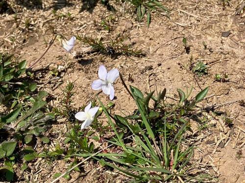 Pale Dog-violet (Viola lactea) by Julian Woodman