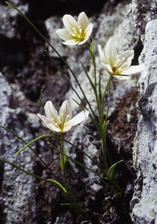 Snowdon lily gan Andrew Gagg: Plantlife